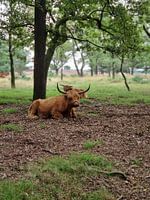 Schottischer Highlander