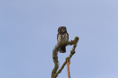 Dwergooruil, Zwabische Alpen, Baden-Württemberg, Duitsland