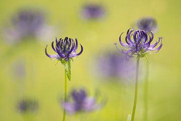 Purple round headed rampion flowers in a green grass field van Elles Rijsdijk