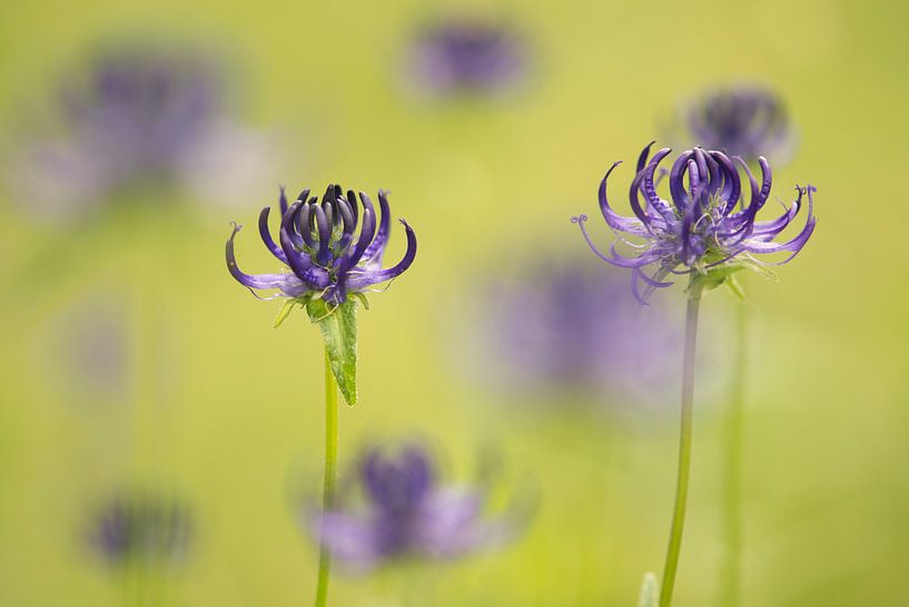 Violette rundköpfige Rampenblumen in einem grünen Grasfeld von Elles Rijsdijk