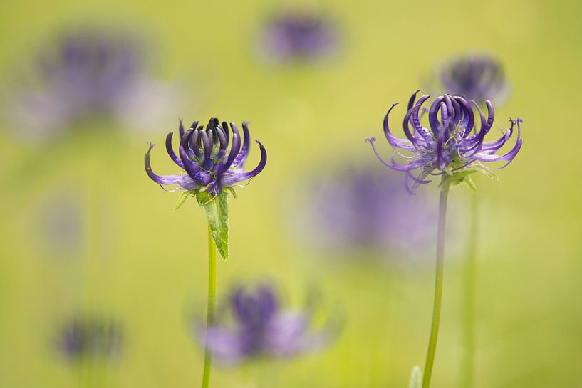 Purple round headed rampion flowers in a green grass field van Elles Rijsdijk