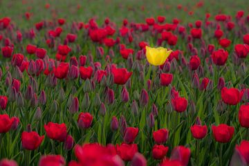 Een gele tulp in rood tulpenveld