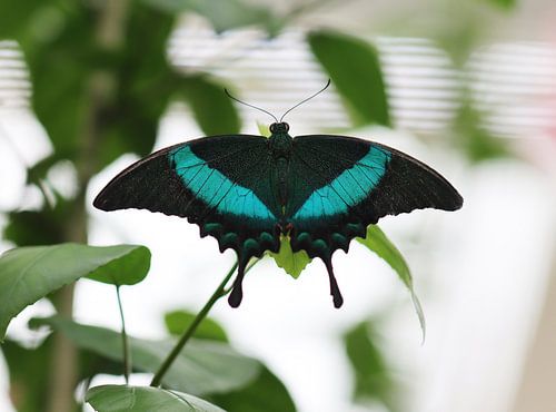 Groengestreepte Zwaluwstaart