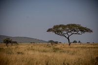 Acacia tree in the serengeti