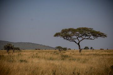 Acacia boom in de serengeti van Niels pothof