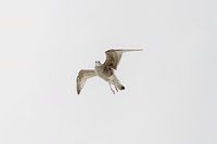 seagull