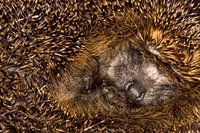 West-European Hegdehog, Erinaceus europaeus
