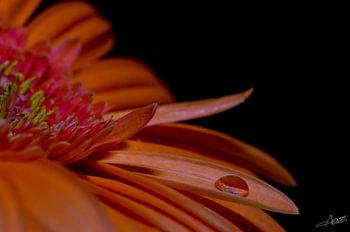 Liquid diamond on gerbera