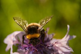 Fuzzy Bumblebee by Jolanda de Jong-Jansen