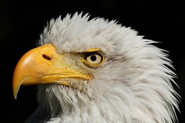 Bald Eagle (Haliaeetus leucocephalus) by Ronald Pol