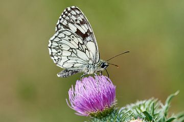 Schachbrett Schmetterling auf Wildblume von Thomas Marx