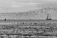 Opvliegende vogels Terschelling