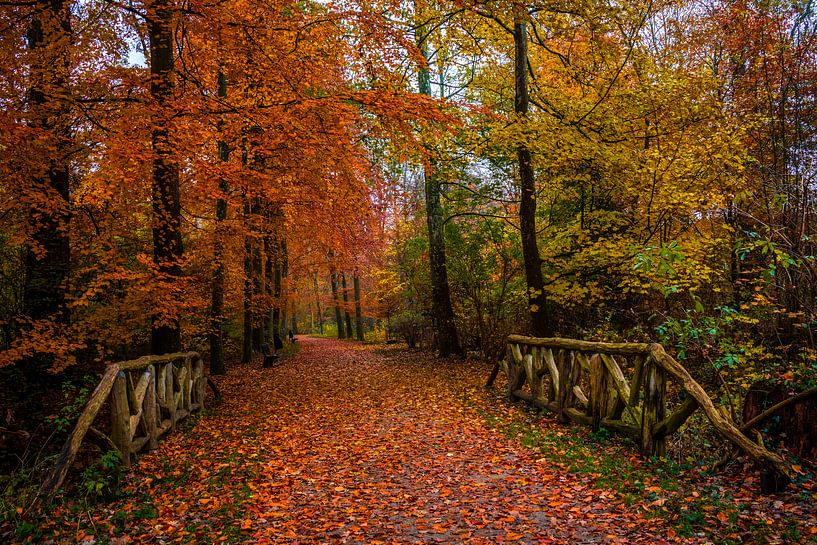 Bridge in The Wood by peterheinspictures