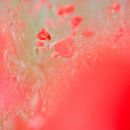 Verscholen veldbloemen - klaprozen van Paula Anglès thumbnail