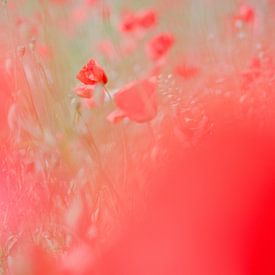 Verscholen veldbloemen - klaprozen van Paula Anglès