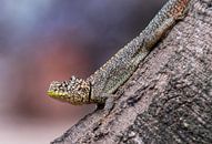 Keel-tailed iguana on a tree trunk by Thijs van den Burg thumbnail