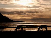 Two Icelandic horses at Vestrahorn in the morning light