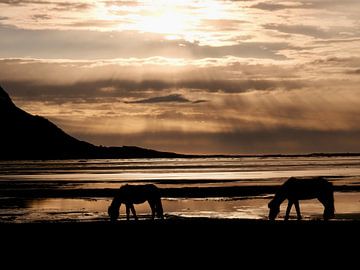 Zwei Islandpferde am Vestrahorn im Morgenlicht von Judith van Wijk