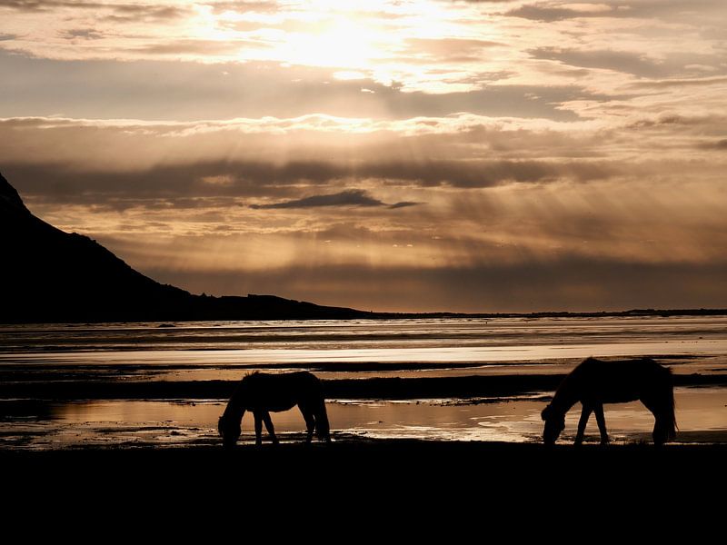 Deux chevaux islandais à Vestrahorn dans la lumière du matin. par Judith van Wijk