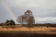 Regenboog op de Veluwe van Daan Ruijter thumbnail