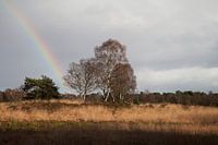 Regenboog op de Veluwe