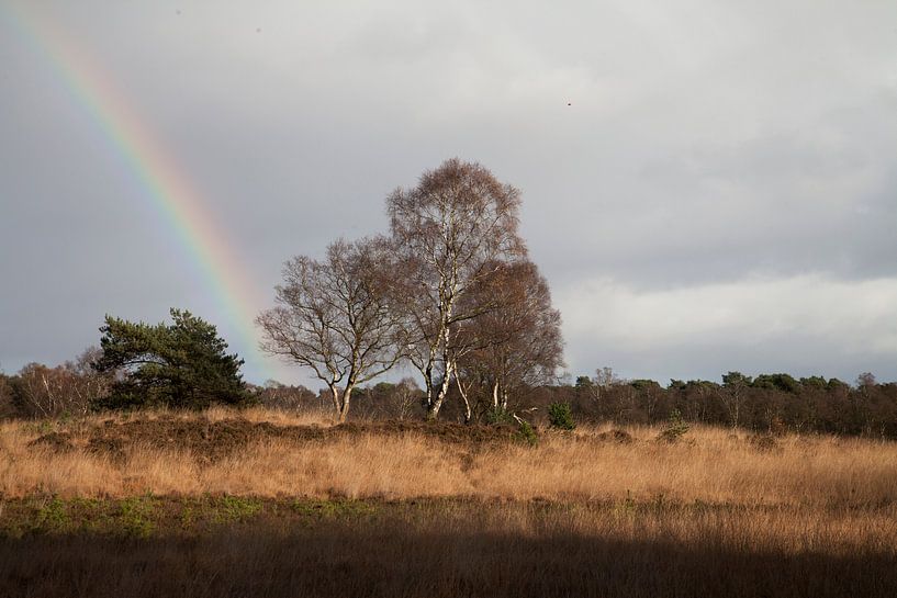 Regenboog op de Veluwe van Daan Ruijter