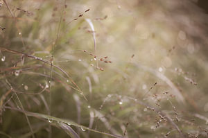 Panicum virgatum