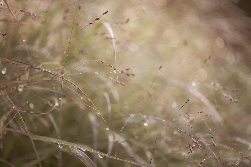 Panicum virgatum von Tania Perneel