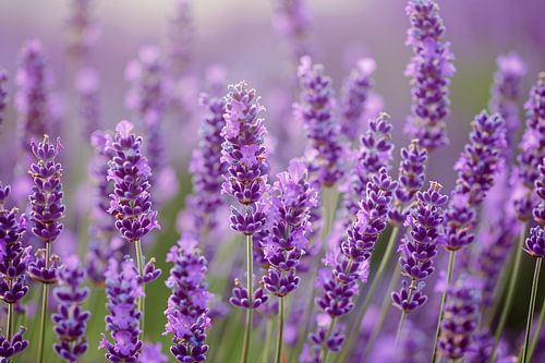 Lavendelveld in bloei met bij op voorgrond
