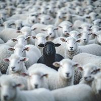 Des moutons noirs parmi des moutons blancs