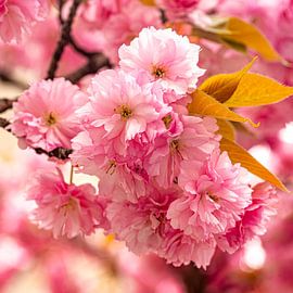 pink cherry blossom by Dieter Walther