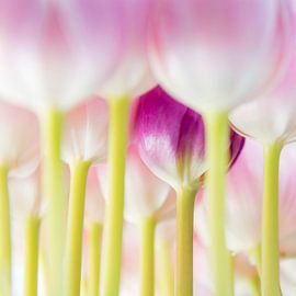 INCIDENCE OF LIGHT by STUDIO negentien