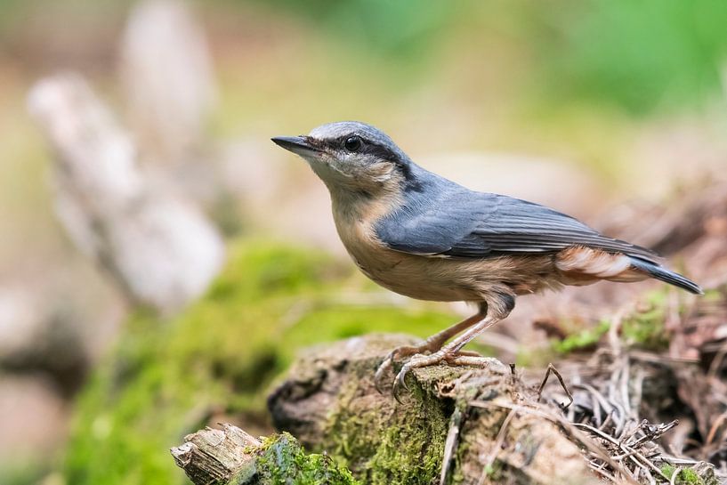 Nuthatch by Merijn Loch