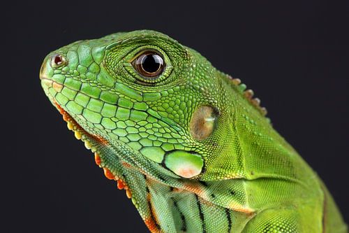 Groene Leguaan (Iguana iguana)