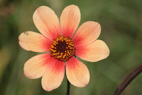 Bloem