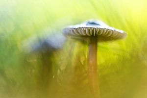 Mighty Marvelous Mushroom.... sur Bob Daalder