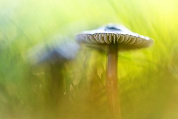 Mighty Marvelous Mushroom.... van Bob Daalder