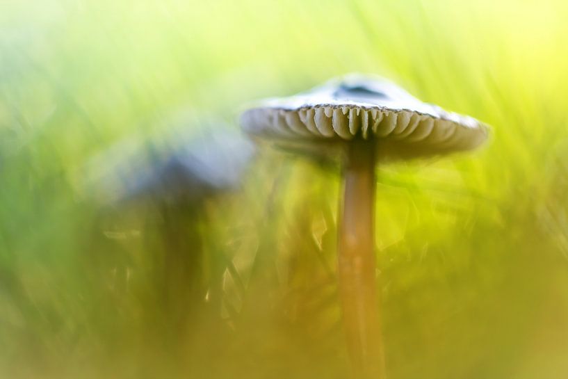 Mighty Marvelous Mushroom.... par Bob Daalder