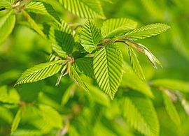 Hop beech by Michael Schuppich