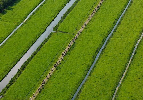 Koeien lopen in een rij terug naar de boerderij