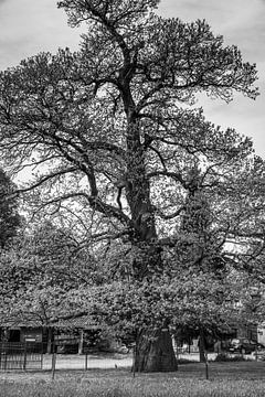Monumental tree on a farm in Amby by Rob Boon