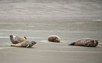 Seals at Englishman's Place