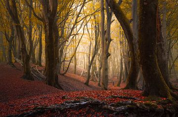 Arbres d'automne dans la forêt Speulderbos sur Rob Visser
