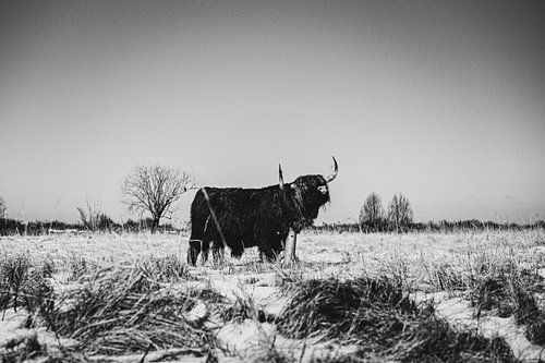 Scottish Highlanders