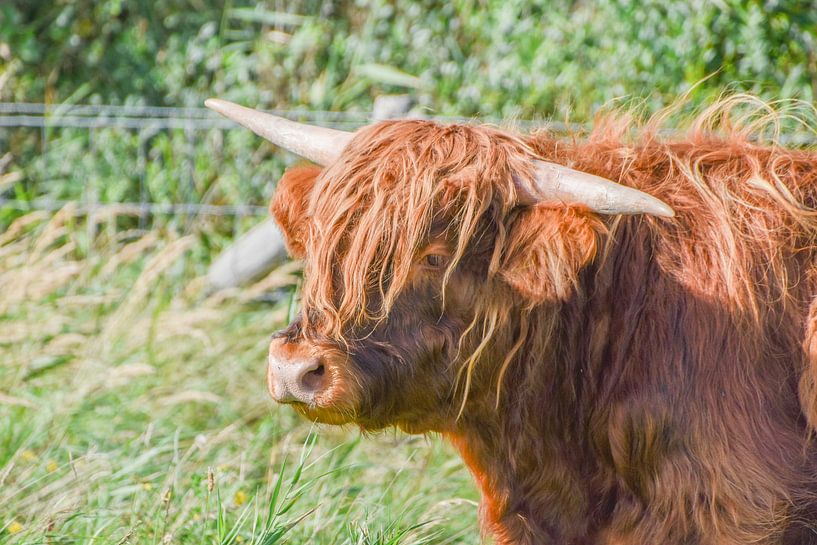 Highlander von StudioFocus
