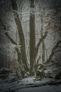 Rhönwald