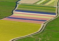 Bulb region with colourful fields