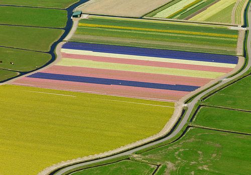 Région des bulbes avec des champs colorés