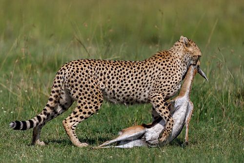 Guépard avec une proie tout juste capturée (Masaai Mara, Kenya)
