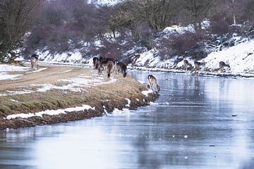 Herd of fallow deer next to the river in the snow by Anne Zwagers